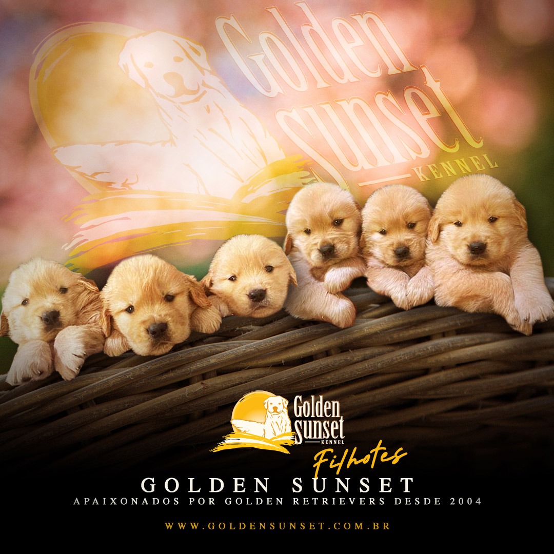 Filhotes de Golden - Golden Sunset