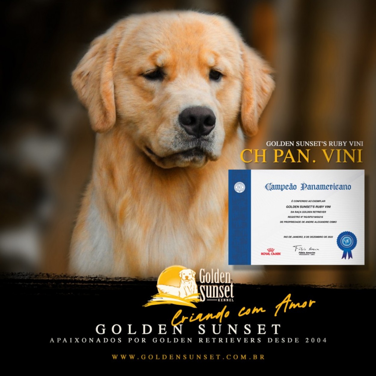 Imagem Golden Sunset - Golden Retrievers